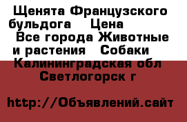 Щенята Французского бульдога. › Цена ­ 45 000 - Все города Животные и растения » Собаки   . Калининградская обл.,Светлогорск г.